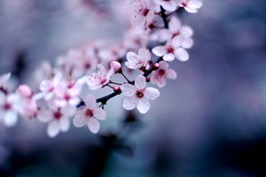Cover image: Spring has sprung!