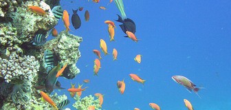 Cover image: Coral Reefs