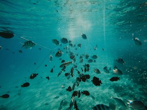 Cover image: Why I'll be eating sustainable fish - and chips - on World Oceans Day