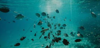 Cover image: Why I'll be eating sustainable fish - and chips - on World Oceans Day