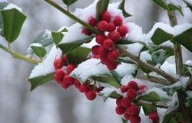 Cover image: Festive inspiration