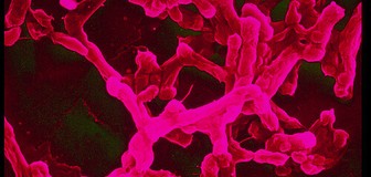 Cover image: Health, drugs and disease