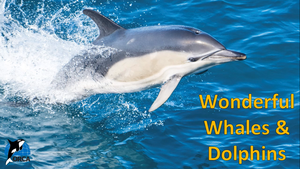 Cover image: Introduction to Whales and Porpoises