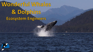 Cover image: Wonderful Whales and Dolphins: Ecosystem Engineers Part 2