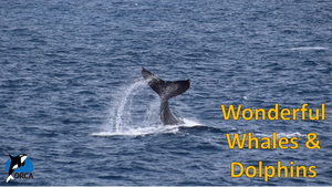 Cover image: Wonderful Whales and Dolphins: Voices of the Deep