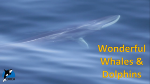 Cover image: Wonderful Whales and Dolphins: Incredible Journeys Part 1