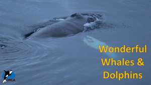 Cover image: Wonderful Whales and Dolphins: Incredible Journeys Part 2