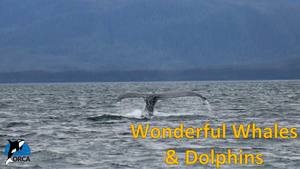 Cover image: Wonderful Whales and Dolphins: Incredible Journeys Part 3
