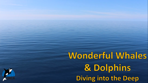 Cover image: Wonderful Whales and Dolphins: Diving into the Deep Part 1