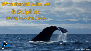 Cover image: Wonderful Whales and Dolphins: Diving into the Deep Part 2